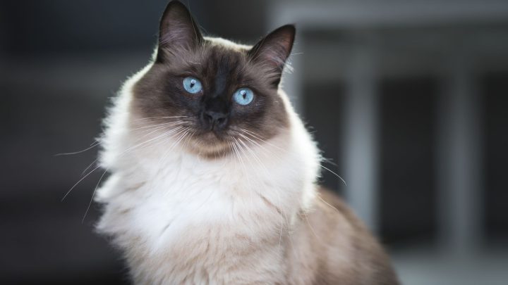 Best Cat Breeds For First Time Owners