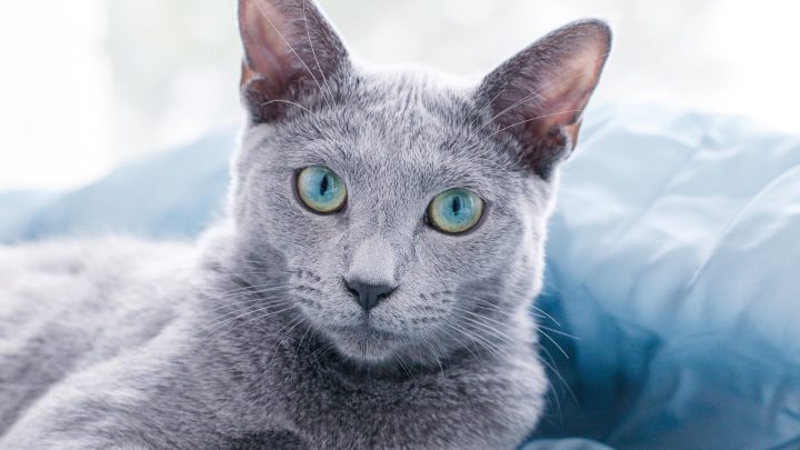 Best Cat Breeds For First Time Owners
