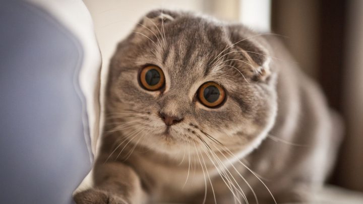 Best Cat Breeds For First Time Owners