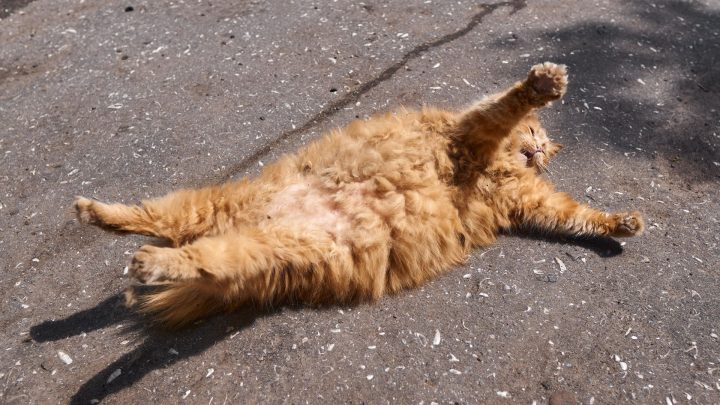 Why Does My Orange Cat Act Crazy? (reasons Behind The Chaos)