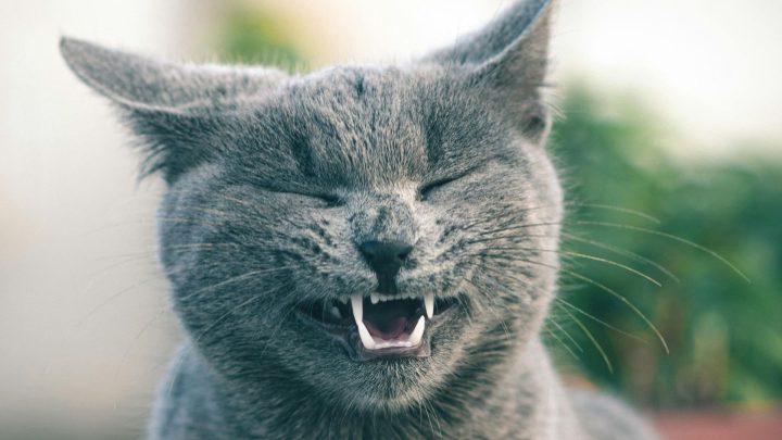 How Long Can Cats Remember People?