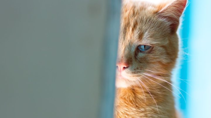 How Long Can Cats Remember People?