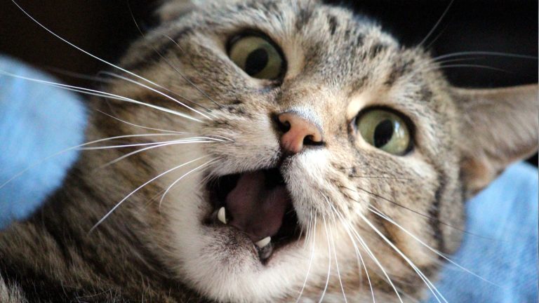How Long Can Cats Remember People?
