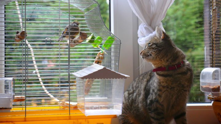 Why Do Cats Chirp At Birds? (is It Actually A Big Deal?)