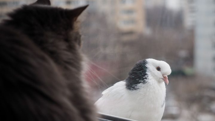 Why Do Cats Chirp At Birds? (is It Actually A Big Deal?)