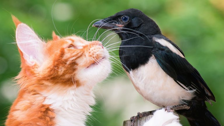 Why Do Cats Chirp At Birds? (is It Actually A Big Deal?)