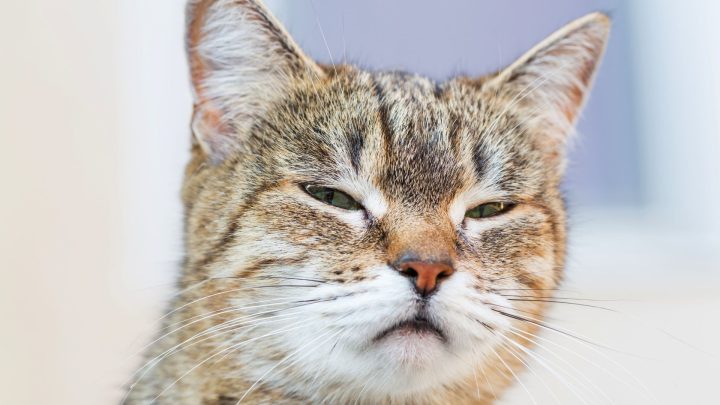 How Long Can Cats Remember People?