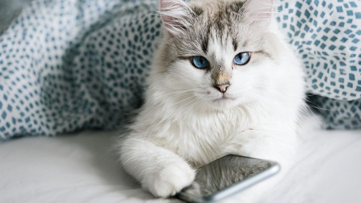 Best Apps For Cat Owners In 2026