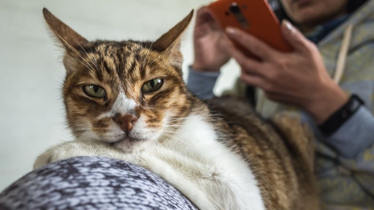 Best Apps For Cat Owners In 2026