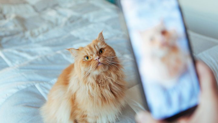 Best Apps For Cat Owners In 2026
