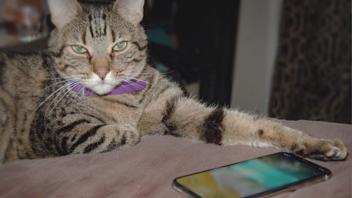 Best Apps For Cat Owners In 2026
