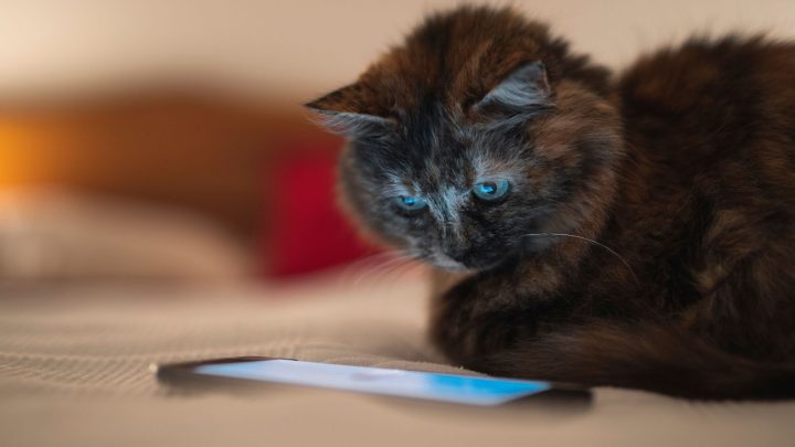 Best Apps For Cat Owners In 2026