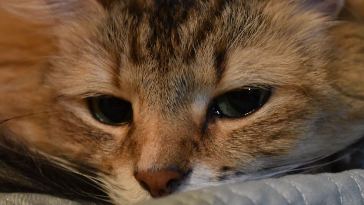 Can Cats Cry Tears?