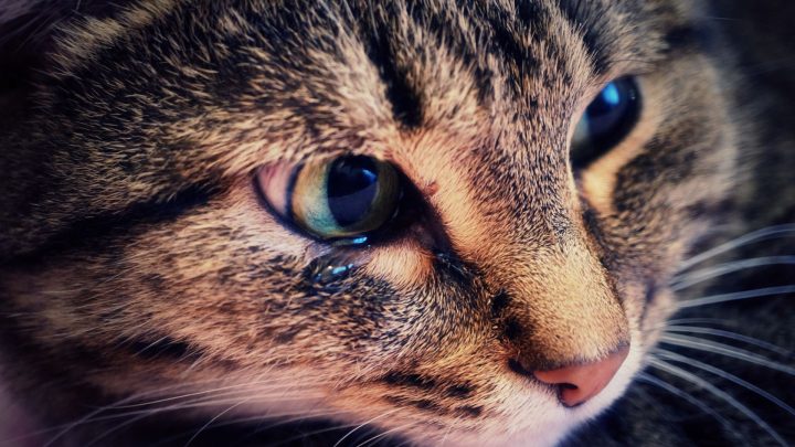 Can Cats Cry Tears?