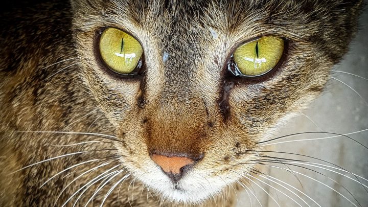 Can Cats Cry Tears?