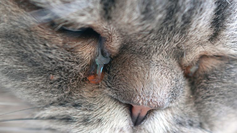 Can Cats Cry Tears?