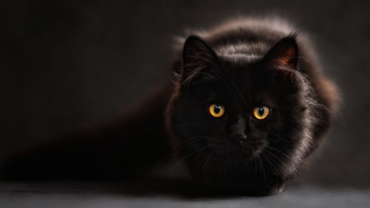 Can Cats See Ghosts? (let’s Talk About It!)