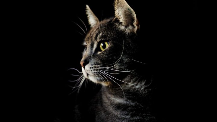 Can Cats See Ghosts? (let’s Talk About It!)