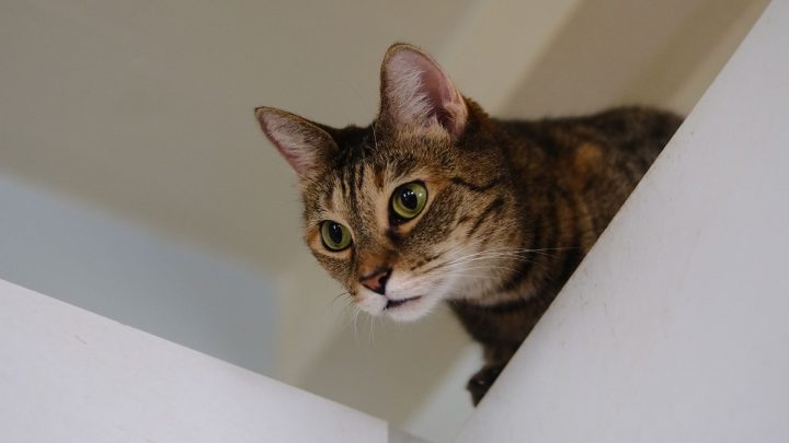 Can Cats See Ghosts? (let’s Talk About It!)