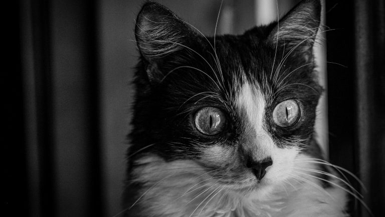 Can Cats See Ghosts? (let’s Talk About It!)