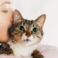 Do Cats Understand Kisses?