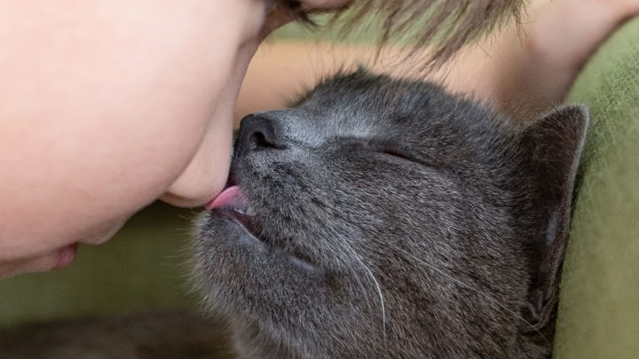 Do Cats Understand Kisses?