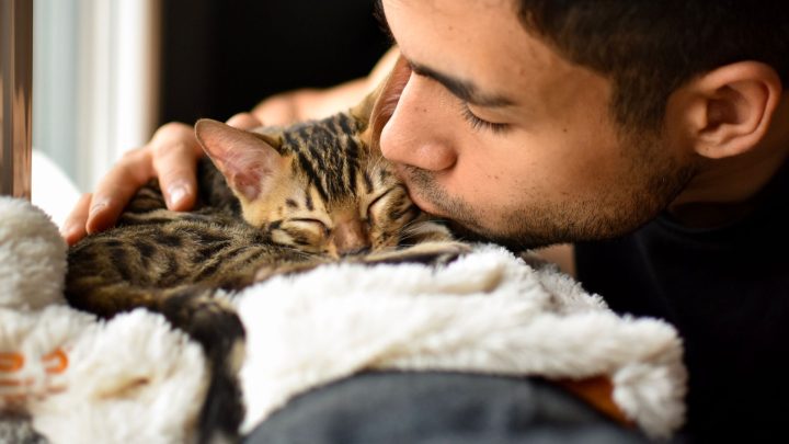 Do Cats Understand Kisses?