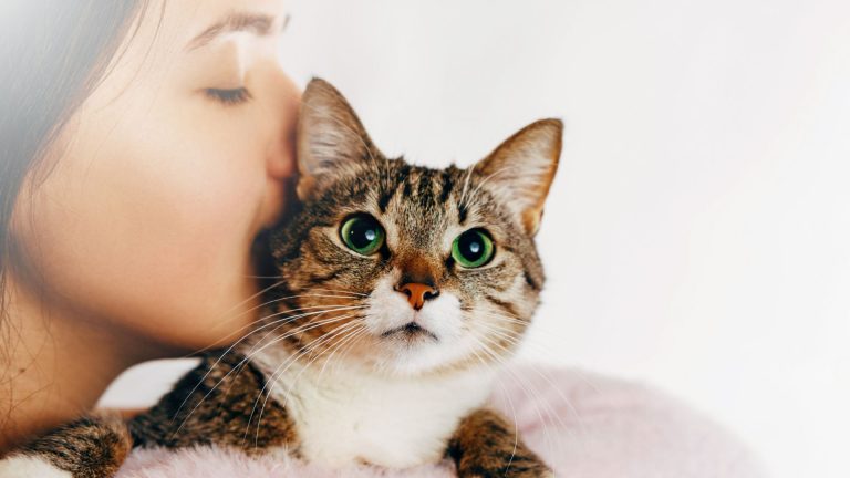 Do Cats Understand Kisses?