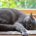 Why Do Cats Sleep So Much?