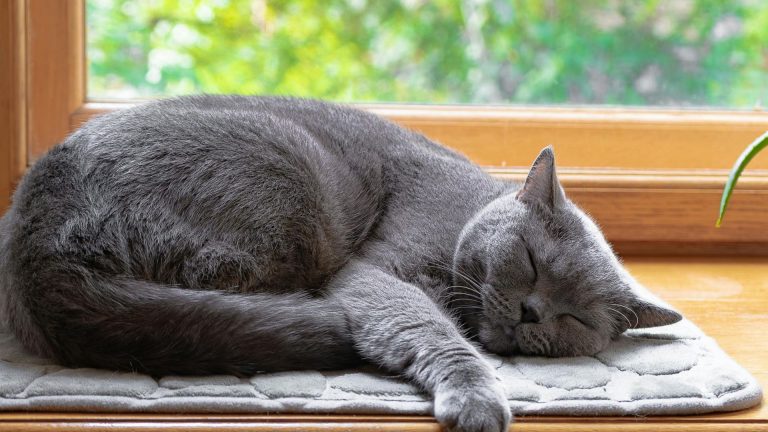 Why Do Cats Sleep So Much?