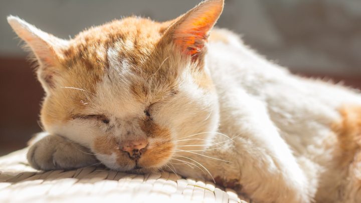 Why Do Cats Sleep So Much?