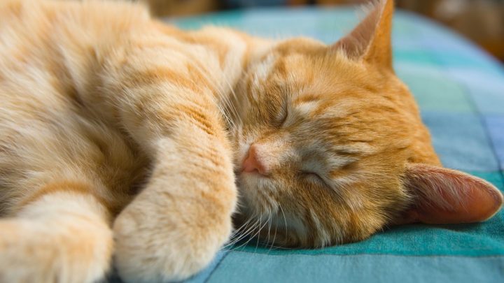 Why Do Cats Sleep So Much?