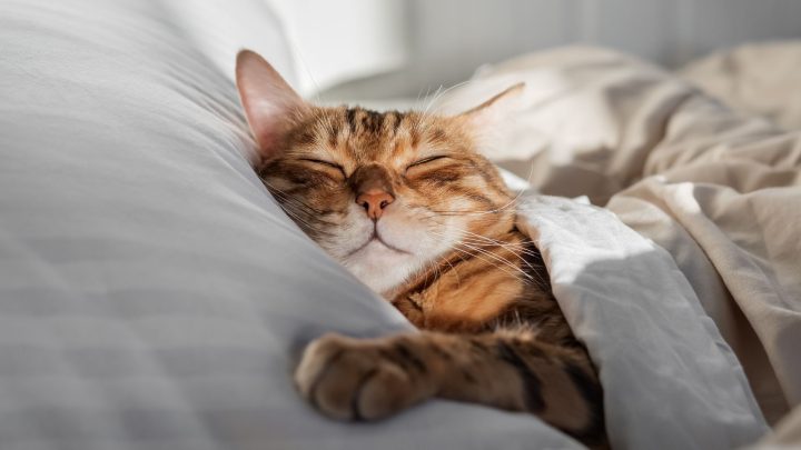 Why Do Cats Sleep So Much?